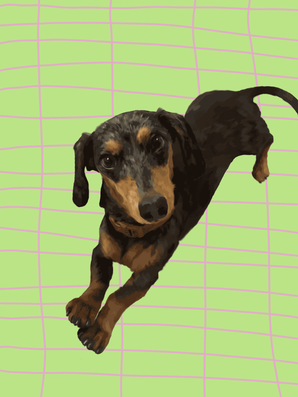Photoshop drawing of a friend's dog